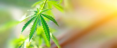 Cannabis